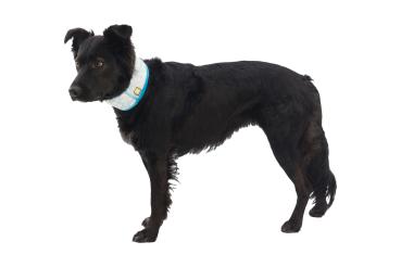 Ruffwear Swamp Cooler Neck Gaiter Biolumin Blue Gr. L